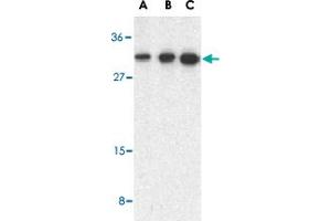 Western blot analysis of STRADB in human heart lysate with STRADB polyclonal antibody  at 0. (STRADB 抗体  (C-Term))