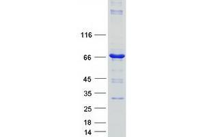 Validation with Western Blot (HAL Protein (Myc-DYKDDDDK Tag))