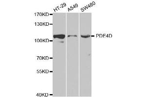 Western blot analysis of extracts of various cell lines, using PDE4D antibody. (PDE4D 抗体  (AA 249-518))