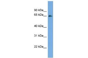 WB Suggested Anti-FBXL5 Antibody Titration:  0. (FBXL5 抗体  (Middle Region))