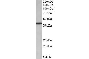 ABIN571268 (0. (PCBP1 抗体  (AA 234-247))