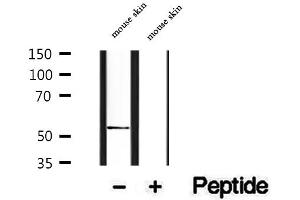 Western blot analysis of extracts of mouse skin tissue, using PDIA6 antibody. (PDIA6 抗体  (C-Term))