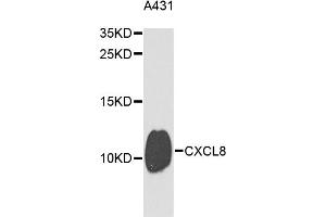 Western blot analysis of extracts of A-431 cells, using CXCL8 antibody (ABIN3172524) at 1/1000 dilution. (IL-8 抗体)