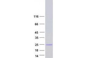 Validation with Western Blot