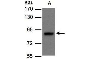 Western Blotting (WB) image for anti-Disrupted in Schizophrenia 1 (DISC1) (AA 23-85) antibody (ABIN467488) (DISC1 抗体  (AA 23-85))