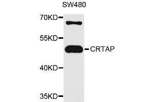 Western blot analysis of extracts of SW480 cells, using CRTAP antibody. (CRTAP 抗体)