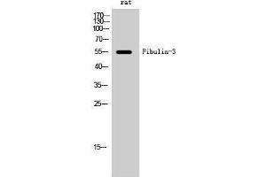 Western Blotting (WB) image for anti-Fibulin 3 (FBLN3) (Internal Region) antibody (ABIN3184621) (FBLN3 抗体  (Internal Region))