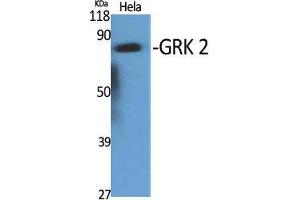 Western Blot (WB) analysis of specific cells using GRK 2 Polyclonal Antibody. (GRK2 抗体  (C-Term))