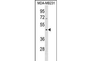 SEPT12 Antibody (Center) (ABIN1538104 and ABIN2838300) western blot analysis in MDA-M cell line lysates (35 μg/lane). (Septin 12 抗体  (AA 218-244))