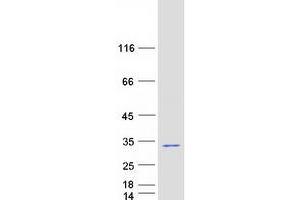 Western Blotting (WB) image for Proteasome (Prosome, Macropain) 26S Subunit, Non-ATPase, 8 (PSMD8) protein (Myc-DYKDDDDK Tag) (ABIN2730007)