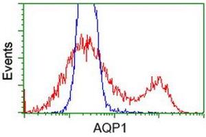 HEK293T cells transfected with either RC205304 overexpress plasmid (Red) or empty vector control plasmid (Blue) were immunostained by anti-AQP1 antibody (ABIN2454185), and then analyzed by flow cytometry. (Aquaporin 1 抗体)