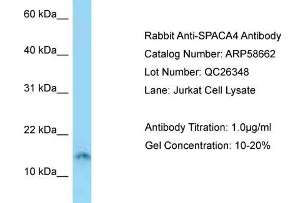 SPACA4 antibody  (N-Term)