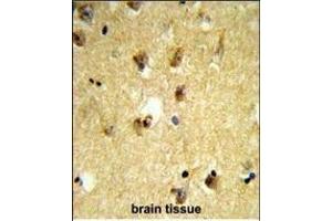 Formalin-fixed and paraffin-embedded human brain tissue reacted with KCTD12 Antibody (Center), which was peroxidase-conjugated to the secondary antibody, followed by DAB staining. (KCTD12 抗体  (AA 242-269))