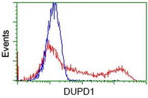 HEK293T cells transfected with either RC214361 overexpress plasmid (Red) or empty vector control plasmid (Blue) were immunostained by anti-DUPD1 antibody (ABIN2452962), and then analyzed by flow cytometry. (DUPD1 抗体)