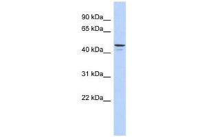 ENPP6 antibody used at 1 ug/ml to detect target protein. (ENPP6 抗体  (Middle Region))