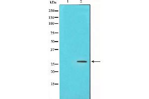 Western blot analysis on NIH-3T3 cell lysate using PDGFB Antibody,The lane on the left is treated with the antigen-specific peptide. (PDGFB 抗体  (N-Term))
