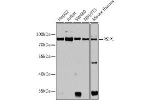 Western blot analysis of extracts of various cell lines, using PSIP1 antibody  at 1:1000 dilution. (PSIP1 抗体  (AA 301-530))