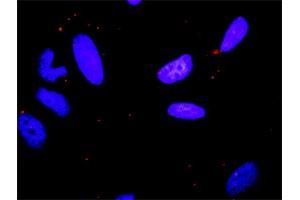 Proximity Ligation Assay (PLA) image for anti-Mitogen-Activated Protein Kinase 8 (MAPK8) (AA 1-427) antibody (ABIN519224)
