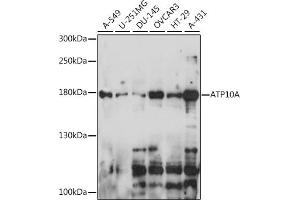 Western blot analysis of extracts of various cell lines, using A antibody (ABIN7265756) at 1:1000 dilution. (ATP10A 抗体  (AA 440-690))
