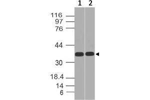 Image no. 1 for anti-Transcription Factor 19 (TCF19) (AA 86-291) antibody (ABIN5027525) (TCF19 抗体  (AA 86-291))