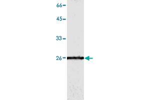 Western blot analysis of HepG2 whole cell lystae with GSTO1 monoclonal antibody, clone 2  at 1:500 dilution. (GSTO1 抗体)
