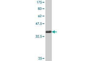 Western Blot detection against Immunogen (38. (DUSP26 抗体  (AA 1-110))