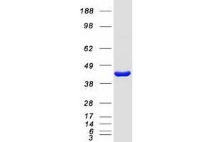 Western Blotting (WB) image for Platelet-Activating Factor Acetylhydrolase 2, 40kDa (PAFAH2) protein (Myc-DYKDDDDK Tag) (ABIN2728151)