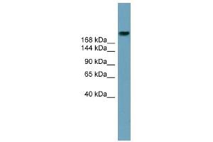 ABCA12 antibody used at 1 ug/ml to detect target protein. (ABCA12 抗体)