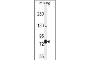 Western blot analysis in mouse lung tissue lysates (35ug/lane). (EXOC8 抗体  (AA 360-389))