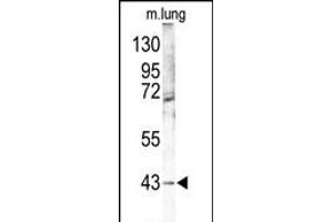 Western blot analysis of p38 gam (PK12) Antibody (Center) (ABIN391329 and ABIN2841359) in mouse lung tissue lysates (35 μg/lane). (MAPK12 抗体  (AA 339-367))