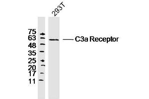 293T lysates probed with C3a Receptor Polyclonal Antibody, Unconjugated  at 1:300 dilution and 4˚C overnight incubation. (C3AR1 抗体  (AA 401-482))