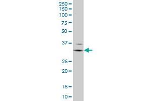 Western Blotting (WB) image for anti-Fc Fragment of IgG, Low Affinity IIIa, Receptor (CD16a) (FCGR3A) (AA 17-254) antibody (ABIN515573)