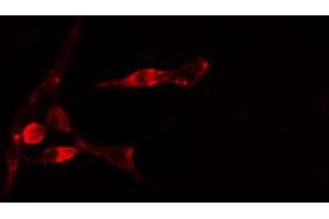 ABIN6274780 staining 293 cells by IF/ICC. (RPL35 抗体  (C-Term))