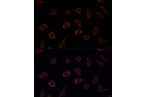 Immunofluorescence analysis of L929 cells using DUSP8 antibody (ABIN7266849) at dilution of 1:100. (DUSP8 抗体)