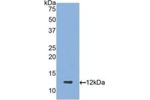 Detection of Recombinant PRG4, Human using Polyclonal Antibody to Proteoglycan 4 (PRG4) (Proteoglycan 4 抗体  (AA 1151-1241))