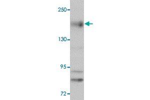 Western blot analysis of NLRC5 in EL4 cell lysate with NLRC5 polyclonal antibody  at 1 ug/mL. (NLRC5 抗体  (N-Term))