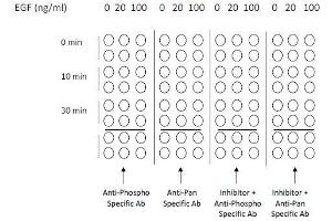 Image no. 5 for STAT1,STAT3,STAT5 ELISA Kit (ABIN1981847)