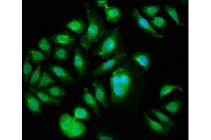 Immunofluorescence (IF) image for anti-Polo-Like Kinase 1 (PLK1) (AA 1-603) antibody (ABIN7169157)