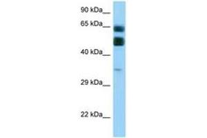 Image no. 1 for anti-Chromosome 16 Open Reading Frame 70 (C16orf70) (AA 255-304) antibody (ABIN6748108) (C16orf70 抗体  (AA 255-304))