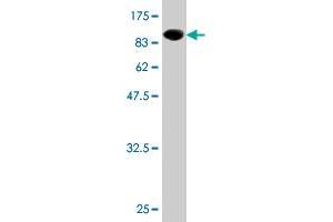 Western Blot detection against Immunogen (92. (CCDC99 抗体  (AA 1-605))