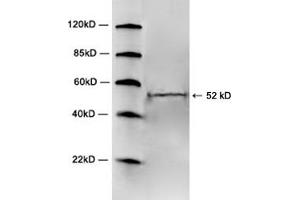 Western blot analysis of mouse brain tissue lysate using 1 µg/mL Rabbit Anti-5HT2A Receptor Polyclonal Antibody (ABIN398705) The signal was developed with IRDyeTM 800 Conjugated Goat Anti-Rabbit IgG. (HTR2A 抗体  (3rd Cytoplasmic Loop))