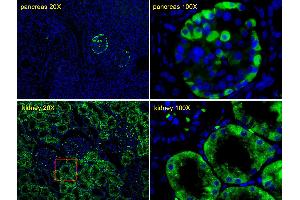 Immunofluorescent analysis of Human pancreas tissues and Human kidney tissues, using TTR Antibody (C-term) (ABIN652227 and ABIN2840949). (TTR 抗体  (C-Term))