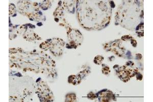 Image no. 1 for anti-THUMP Domain Containing 1 (THUMPD1) (AA 1-212) antibody (ABIN599266) (THUMPD1 抗体  (AA 1-212))