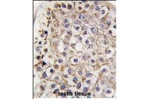 Formalin-fixed and paraffin-embedded human testis tissue reacted with Autophagy LC3 antibody (G8b) (C-term) 1802b , which was peroxidase-conjugated to the secondary antibody, followed by DAB staining. (MAP1LC3A 抗体  (C-Term))