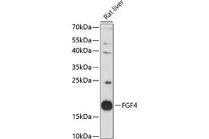 Western blot analysis of extracts of rat liver, using FGF4 antibody (ABIN7267187) at 1:3000 dilution. (FGF4 抗体  (AA 31-206))