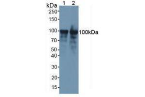 Western blot analysis of (1) Mouse Brain Tissue and (2) Mouse Spleen Tissue. (Nucleolin 抗体  (AA 353-568))