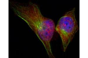 Immunofluorescence staining of methanol-fixed HeLa cells showing cytoplasmic, nuclear, centrosomal, midbody staining using Phospho-HSPB1-S78 antibody (ABIN2987689). (HSP27 抗体  (pSer78))