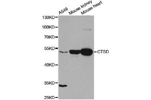 Western Blotting (WB) image for anti-Cathepsin D (CTSD) antibody (ABIN1872099) (Cathepsin D 抗体)