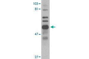 Western blot analysis of Trim30 in mouse spleen tissue lysate with Trim30 polyclonal antibody  at 1 ug/mL . (TRIM30 抗体  (C-Term))