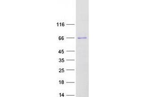 Western Blotting (WB) image for Potassium Voltage-Gated Channel, KQT-Like Subfamily, Member 4 (KCNQ4) (Transcript Variant 2) protein (Myc-DYKDDDDK Tag) (ABIN2724049)